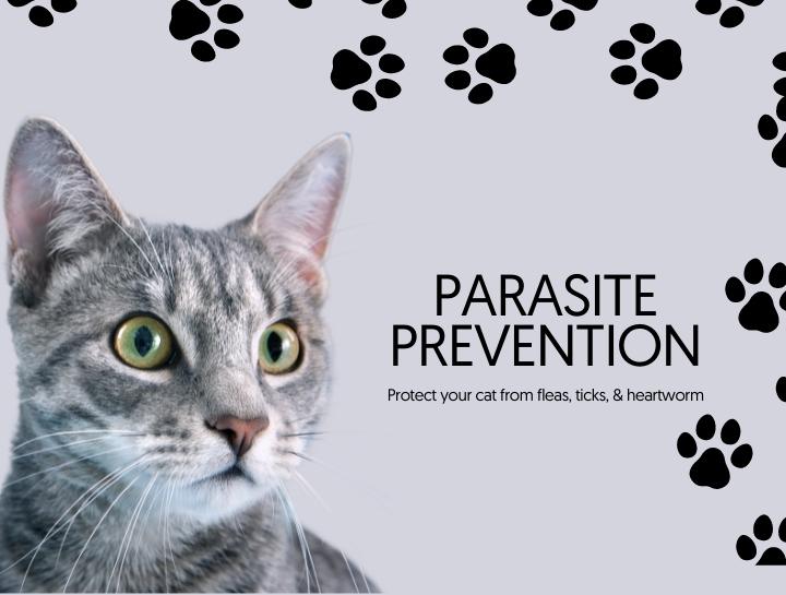 Parasite Prevention for Cats