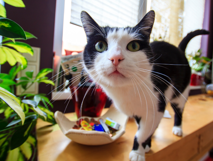 What's Up, Weirdo? Decoding Strange Feline Behavior