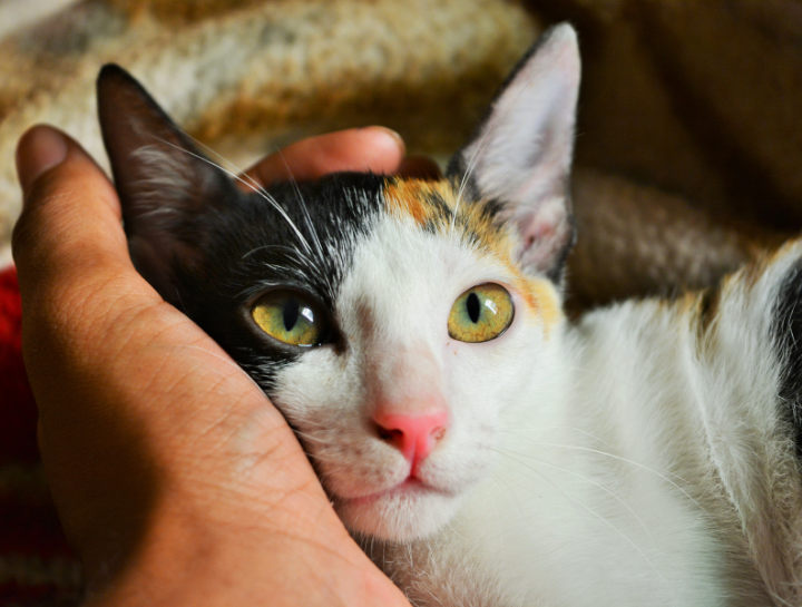 Fighting a Frequent Feline Foe: Kidney Disease in Cats
