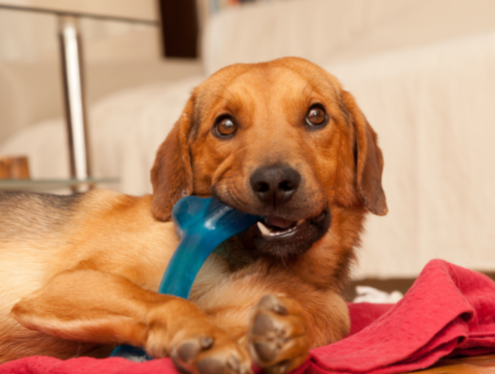 Why Home Pet Dental Care Is So Important