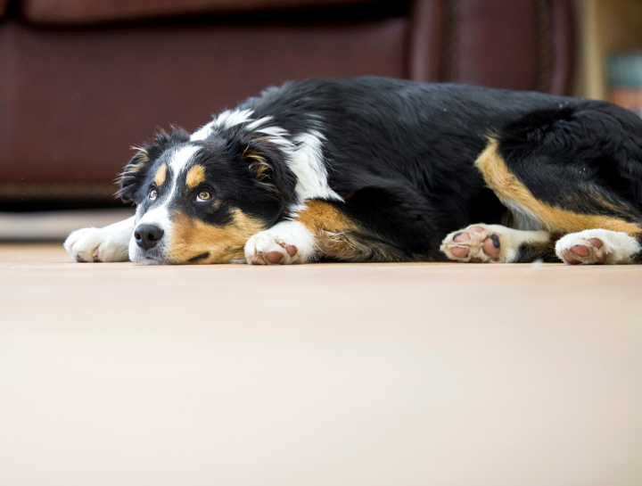 how does bloat occur in dogs