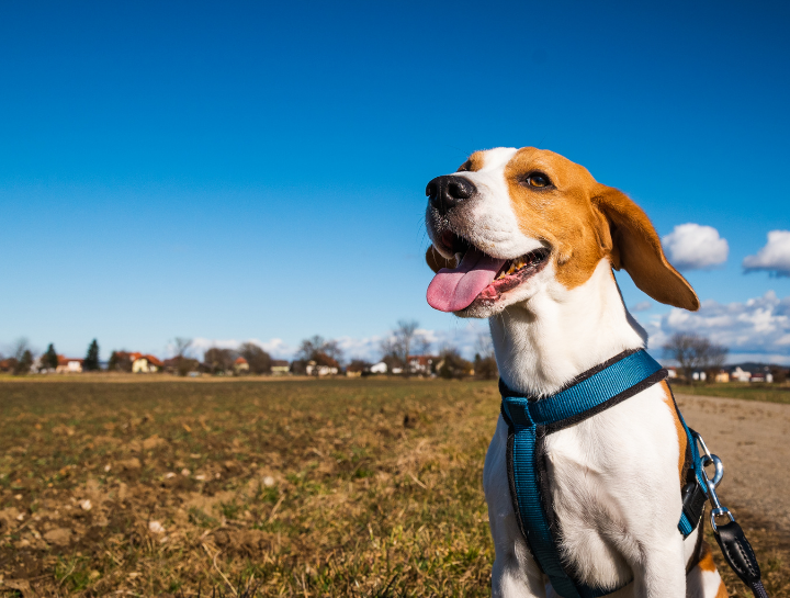 When It Comes to Dog Sun Protection, Does Sunscreen Apply?