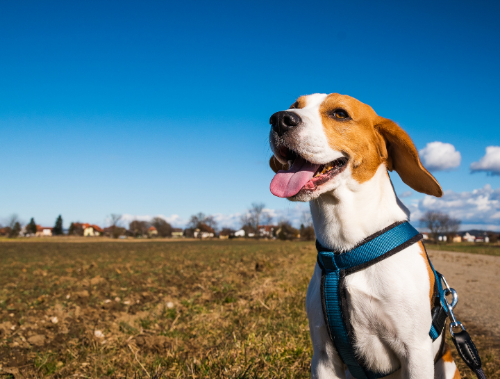 how often do dogs need sunlight