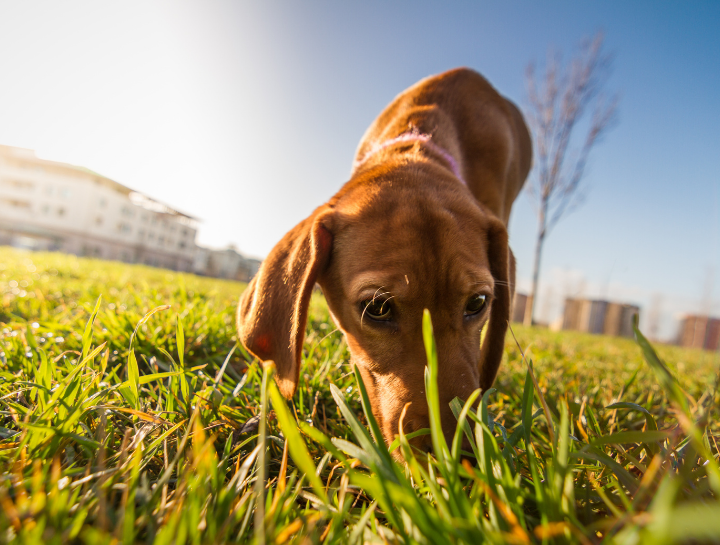 A Stinky Situation: Dogs Who Eat Poop