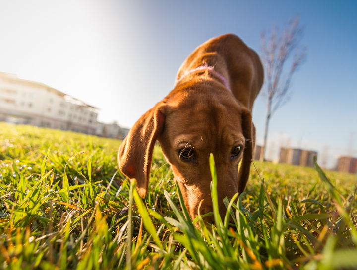 Dog eats 2024 deer poop