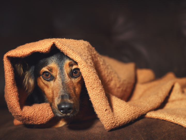 Summer Scares: Dealing with Noise Anxiety in Pets