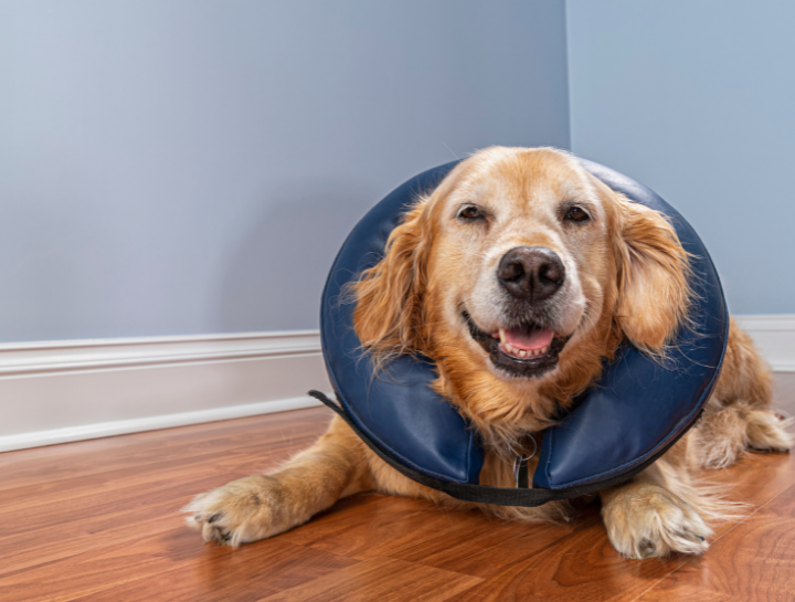 How to Care for Your Pet After a Spay & Neuter Procedure