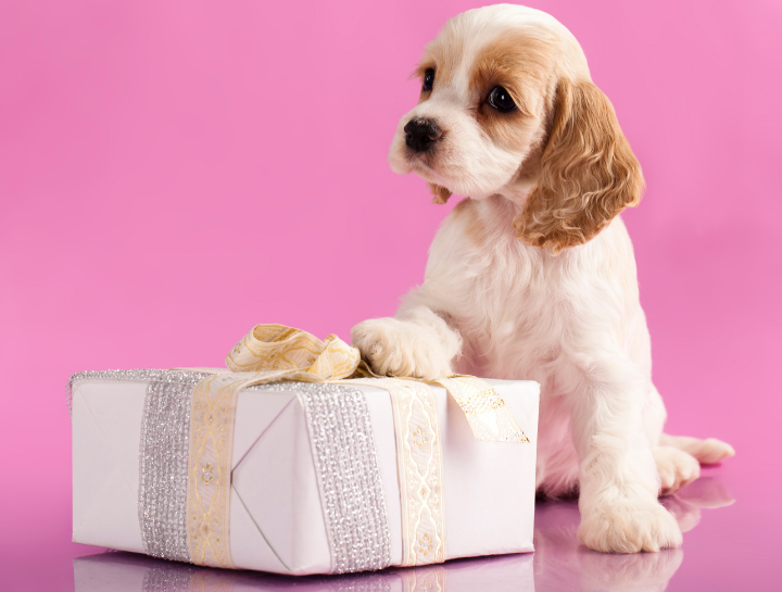 Pets As Presents: To Gift or Not to Gift