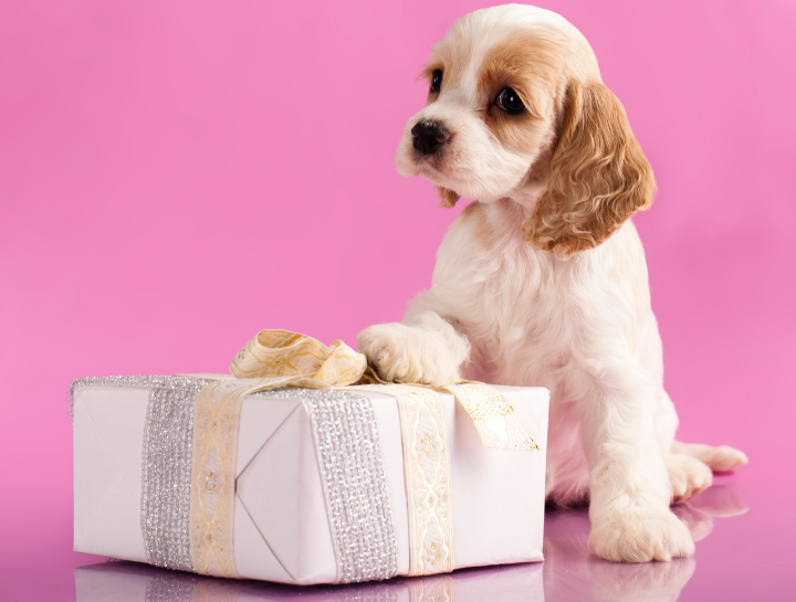 Is It a Good Idea to Give Pets As Gifts? - Midlands Pet Care Pet