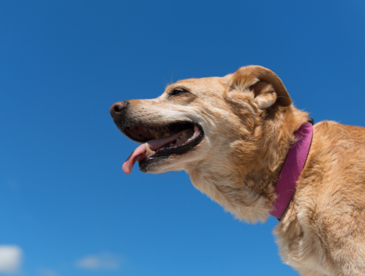 A Quick Guide to Senior Pet Wellness